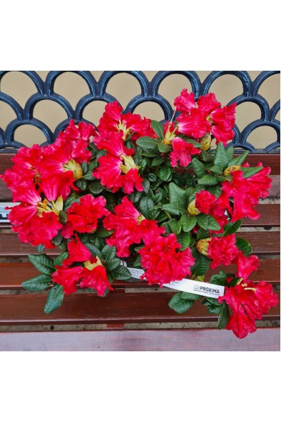 Рододендрон Скарлет Вондер  - 5л/вис.20-25см/Ø40-50см